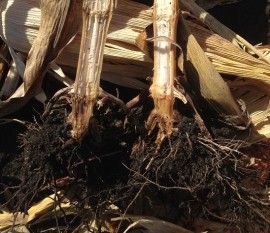 Crown Rot Harvest Issues 14
